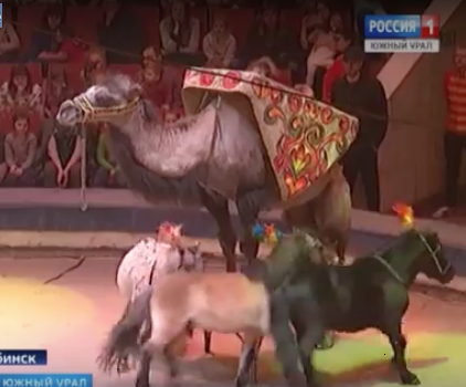 В Челябинском цирке выступили с новой международной программой