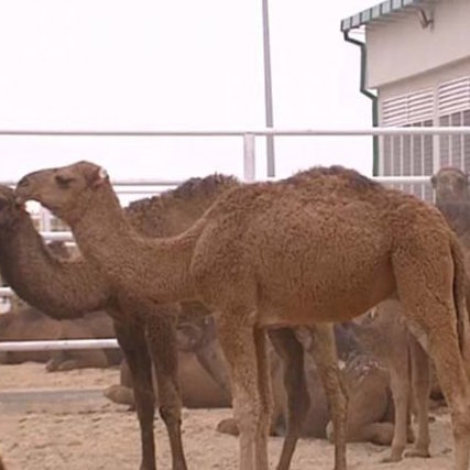 Минздрав и Минобороны Туркменистана начнут разводить верблюдов по поручению президента