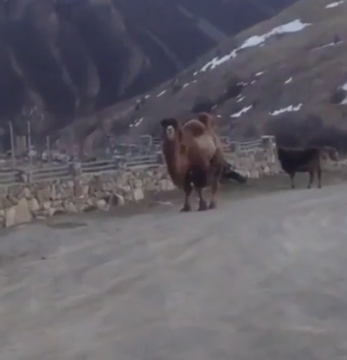 Видео с верблюдом в горах Северной Осетии – Алании взорвало Instagram