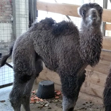 В пензенском зоопарке показали верблюжонка, родившегося месяц назад