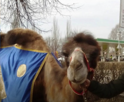 Верблюд разгуливал по улицам Орехово-Зуева