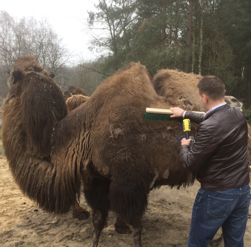 В Познани можно расчесать верблюда. Зоопарк готовит новые развлечения для посетителей