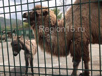 Во владикавказском зоопарке подружились верблюд и осел