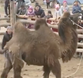 В Тыве состоялся конкурс на лучшую стрижку верблюда