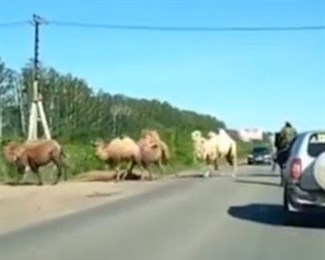 В Башкирии замечен караван верблюдов