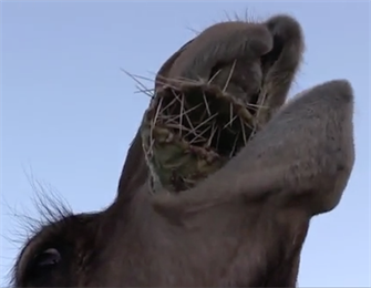 Видео: верблюд жует кактус с огромными колючками