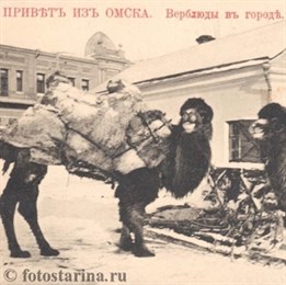 Омск – столица верблюдов