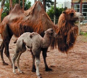 У Астраханских верблюдов, живущих в Харьковком зоопарке, родился малыш (видео)
