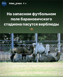 Поле белорусского стадиона отдали под выпас верблюдов