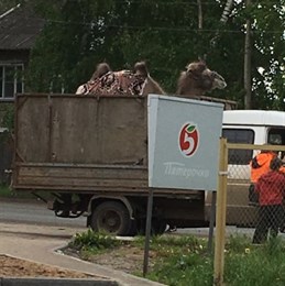 В Кирове верблюд ехал в грузовике