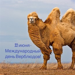 22 июня - Международный день верблюдов!