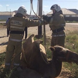 Верблюд провалился в колодец в Атырауской области