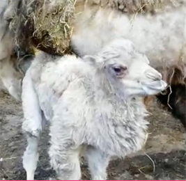 В Петербурге новорожденного верблюжонка назвали в честь Черчесова