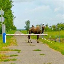 Сбежавшего ранее  свободолюбивого верблюда вернули к его беременной самке