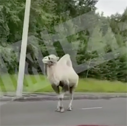 Очевидцы засняли верблюда на проезжей части в Москве