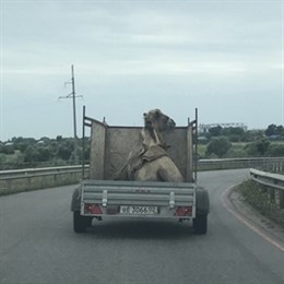 Перевозку верблюда в обычном открытом прицепе сняли на воронежской трассе