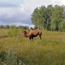 В Башкирии в поле обнаружили верблюда