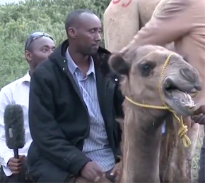 Верблюд взбесился и чуть не затоптал двух журналистов во время съемок
