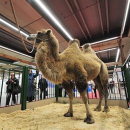 В рамках выставки "Золотая осень" на ВДНХ покажут верблюда-гиганта