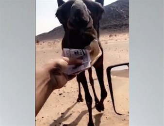 Жителя Саудовской Аравии, скормившего верблюду $4 тыс., раскритиковали в соцсетях