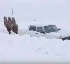 В Саратове верблюд вытащил застрявшую в снегу "Ниву"