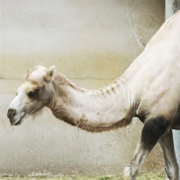 В Казахстане на верблюдов наденут светоотражающие ленты