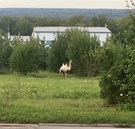 В окрестностях Пущино гуляет верблюд