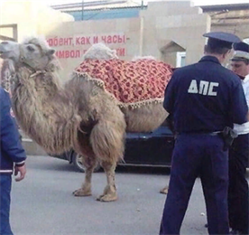 «Штрафующие» верблюда сотрудники ДПС взорвали соцсети Дагестана