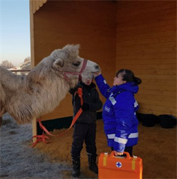 Подмосковные ветеринары обследуют двугорбых верблюдов, привезённых в зоопарк