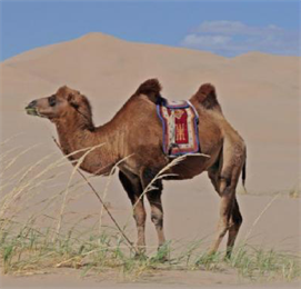 Открытие: верблюжье молоко обладает противовоспалительными свойствами