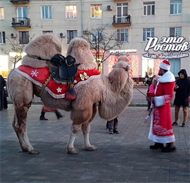 Дед Мороз на верблюде приехал в центр Ростова