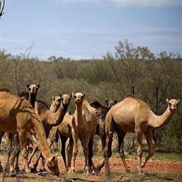 Чиновники Австралии убьют тысячи верблюдов, поскольку они пьют слишком много воды во время лесных пожаров.
