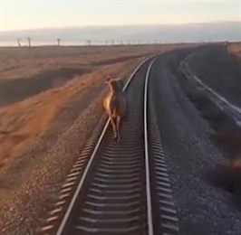 В Астраханской области засняли бегущего перед поездом верблюда
