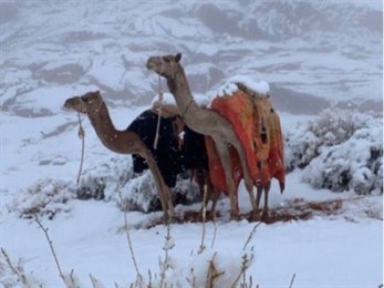 Саудовскую Аравию засыпало снегом. Мощный снегопад там начался в воскресенье, 12 января.