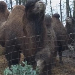 Верблюды из "Приюта Белоснежки" радуются многофункциональным новогодним деревьям