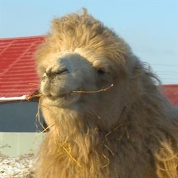 Судьбой тюменского верблюда Кеши займется депутат Госдумы