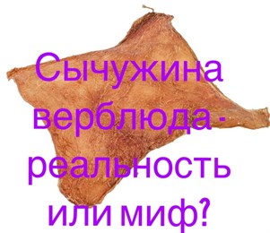 Сычужина верблюда - реальность или миф?