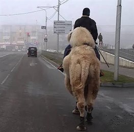«Мы думали, что это шутка» — по Ставрополю прогулялся верблюд