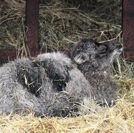 Детеныш двугорбых верблюдов родился в нижегородском зоопарке