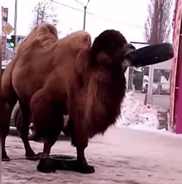 Верблюд с колесом на улице башкирского Белебея поразил местных жителей