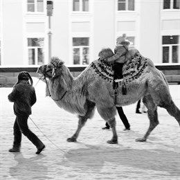 Верблюд Мартин со Стефановской площади покинет Сыктывкар