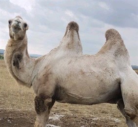 Верблюда «без вредных привычек» продают в Ставрополе