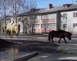 В Красноярском крае пони выгулял верблюда на поводке. Видео