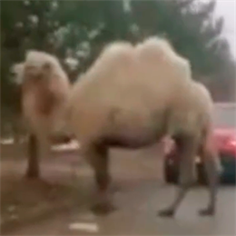 В опустевшем из-за коронавируса поселке под Москвой заметили верблюда