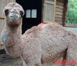 Алматинскому верблюжонку из зоопарка дали имя Мика