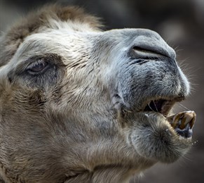 Тюменский зоопарк пополнился верблюжатами