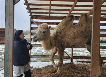 Одинокого бездомного верблюда спасла и приютила жительница Подмосковья