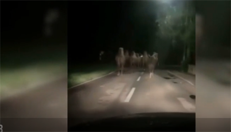 В Австрии сбежавших из цирка верблюдов поймали, когда те направлялись к вокзалу