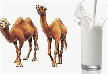 От каких болезней в Кыргызстане используют верблюжье молоко?
