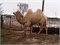 Верблюд  - Хота - фото 7182
